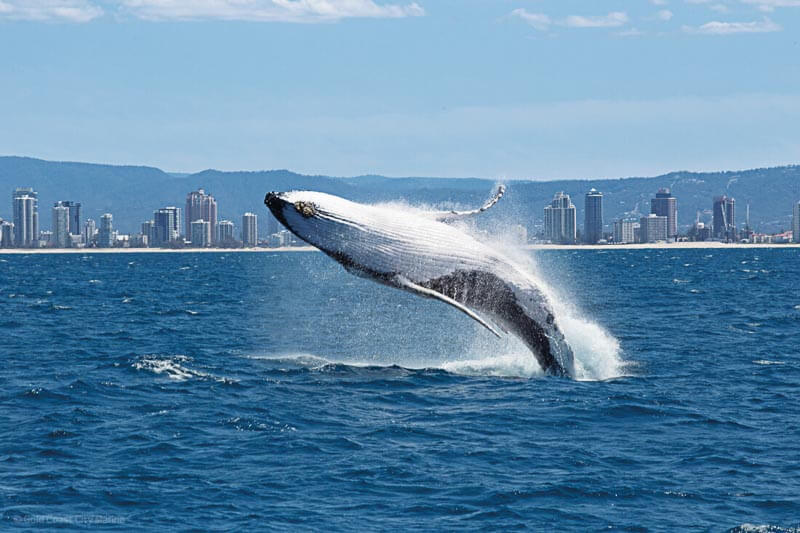A whale jumping out of the water with Sea World Cruises and the Surfers Paradise skyline as a backdrop